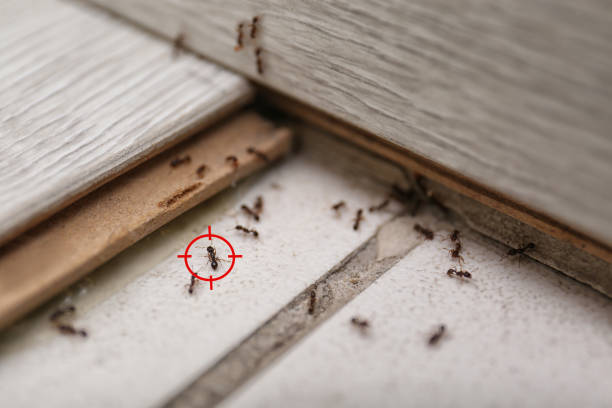 Best Mosquito Control Services  in Newton, TX