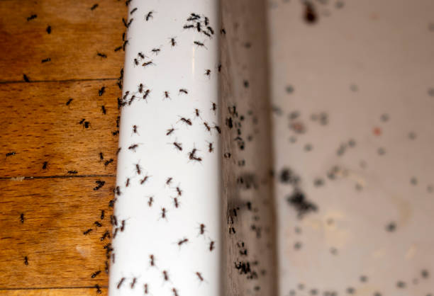 Best Ant Control Services  in Newton, TX