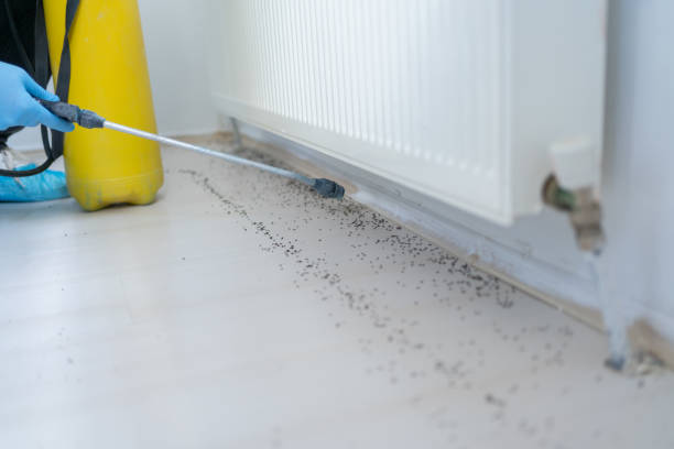 Best Flea Control Services  in Newton, TX